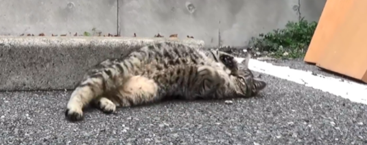 大叔救助被被咬伤的狸花猫 却将它被弃养出去后 1个月后它翻围墙见大叔(图5)
