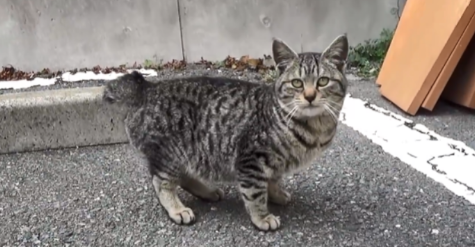 大叔救助被被咬伤的狸花猫 却将它被弃养出去后 1个月后它翻围墙见大叔(图7)