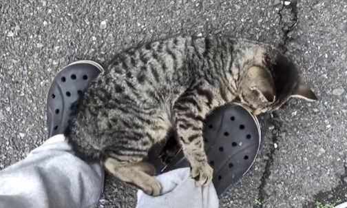 大叔救助被被咬伤的狸花猫 却将它被弃养出去后 1个月后它翻围墙见大叔(图9)