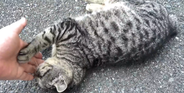 大叔救助被被咬伤的狸花猫 却将它被弃养出去后 1个月后它翻围墙见大叔(图10)