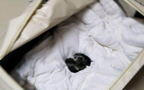 买了只蓝猫1小时就生了 主人仔细看了看呆住了 猫咪:就是这么大强!(图1)