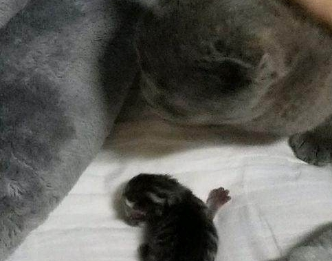 买了只蓝猫1小时就生了 主人仔细看了看呆住了 猫咪:就是这么大强!(图2)