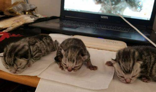 买了只蓝猫1小时就生了 主人仔细看了看呆住了 猫咪:就是这么大强!(图3)