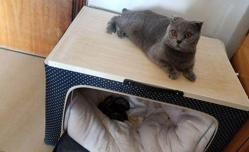 买了只蓝猫1小时就生了 主人仔细看了看呆住了 猫咪:就是这么大强!(图4)