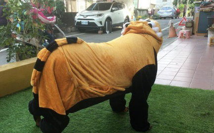 灵魂拷问：家里的猫狗能喝茶吗？(图2)