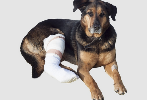 狗狗会装作腿瘸吗?狗狗脚瘸是怎么回事??(图1)