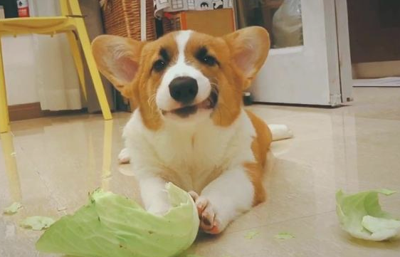 别总是给小狗吃狗粮 多给它吃这5种食物 它会更健康最好(图2)