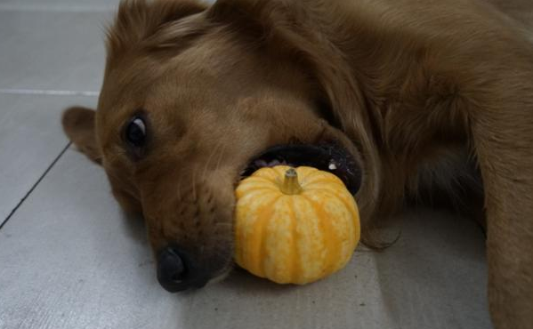 别总是给小狗吃狗粮 多给它吃这5种食物 它会更健康最好(图1)