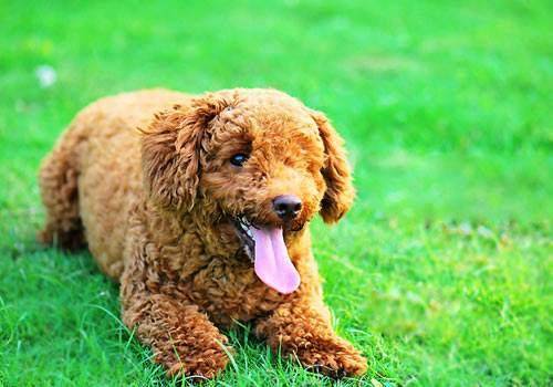 博美犬和贵宾犬哪个好?差别再看看心里有数(图3)