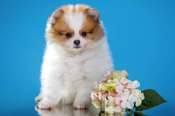 博美犬吃什么好水果最好?以这样的标准来选择类型(图3)