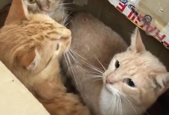 好心人在路边听了很微弱猫叫 密封纸箱可以打开后 里面陡然间11只小猫(图3)