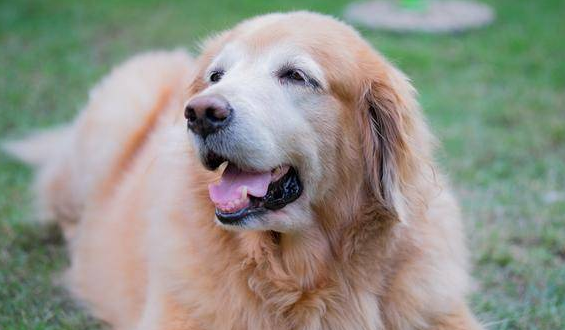 狗狗需不需要补钙?从刚开始补钙建议那就?(图1)