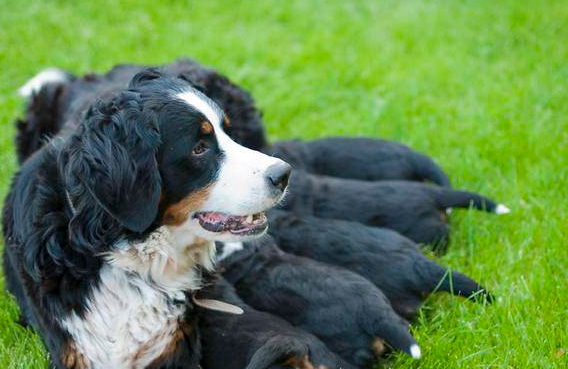 狗狗需不需要补钙?从刚开始补钙建议那就?(图2)