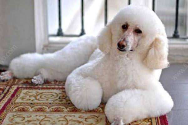 贵宾犬是大型犬吗?它们也分了好几种的(图2)