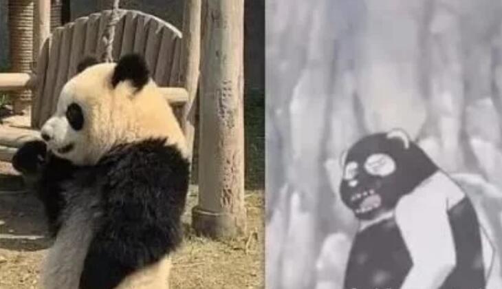 大熊猫黑白颠倒后会变的什么样网友画面毁三观 你赶紧变出去(图2)