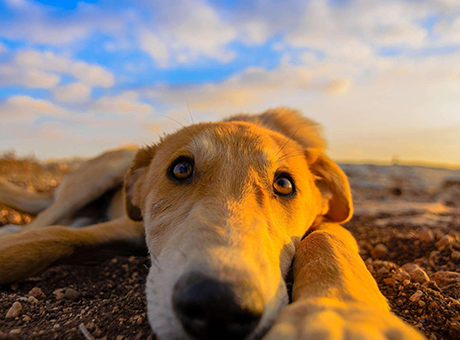 又为什么狗狗吃羊奶粉会拉稀?来去看看吧(图1)