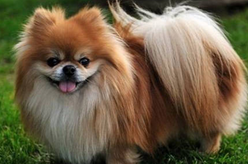 又为什么狗狗吃羊奶粉会拉稀?来去看看吧(图2)