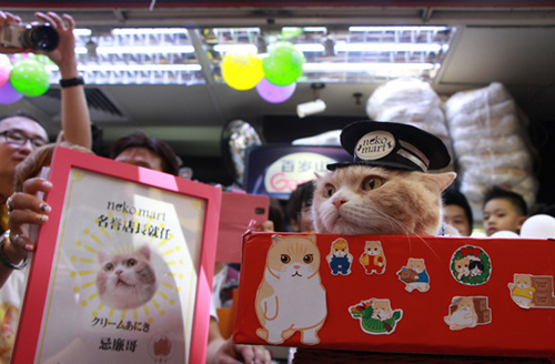 香港名猫“忌廉哥”将贺喜日本一猫咪精品店权利店长(图1)