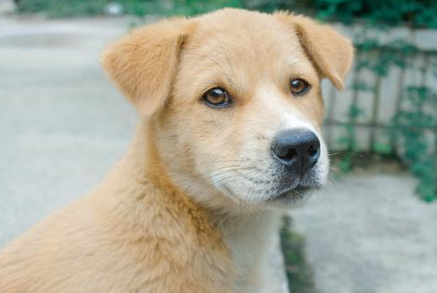 这几种狗 中国人最爱养了 家里有这样的狗吗?(图1)