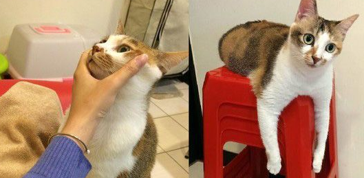 传说中的人类吗？天才猫咪竟突然开口喊妈妈(图1)