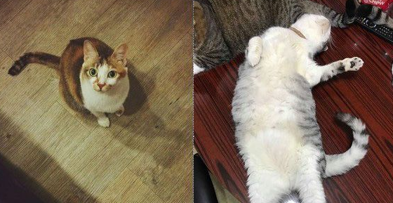 传说中的人类吗？天才猫咪竟突然开口喊妈妈(图2)