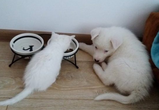 主人想认种一只猫作伴儿路上碰上命中注定的好朋友(图2)