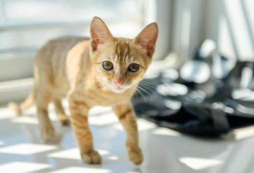 小橘猫四肢被人弄断 丢在路边默默无语等死 努力抢救2天后肯定回了喵星(图1)