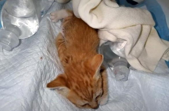 小橘猫四肢被人弄断 丢在路边默默无语等死 努力抢救2天后肯定回了喵星(图2)