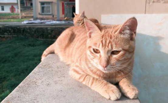 小橘猫四肢被人弄断 丢在路边默默无语等死 努力抢救2天后肯定回了喵星(图3)