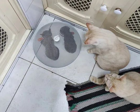 大猫拉帮结伙抢小猫食物 主人无赖瞬息之间没有办法将小猫罩起吃食物..........(图1)