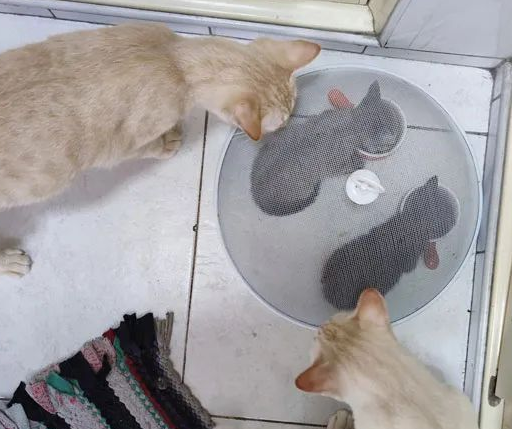 大猫拉帮结伙抢小猫食物 主人无赖瞬息之间没有办法将小猫罩起吃食物..........(图2)