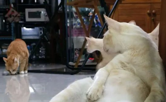 大猫拉帮结伙抢小猫食物 主人无赖瞬息之间没有办法将小猫罩起吃食物..........(图3)