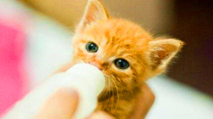 人喝的羊奶粉猫适合喝吗(图1)