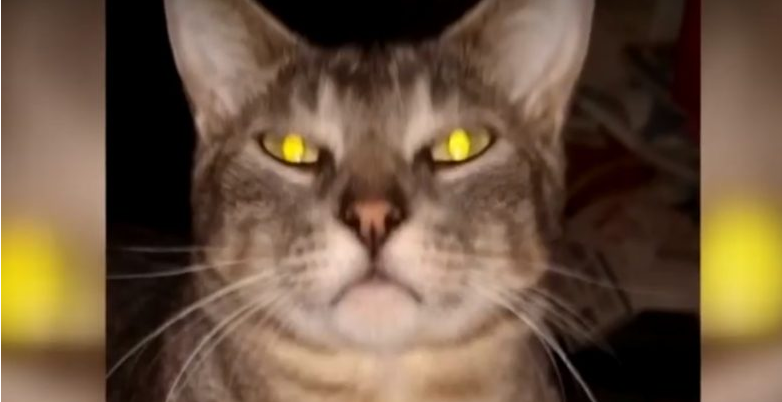 猫咪都是上帝派出的天使吗？它为救主人自己命丧火场(图2)
