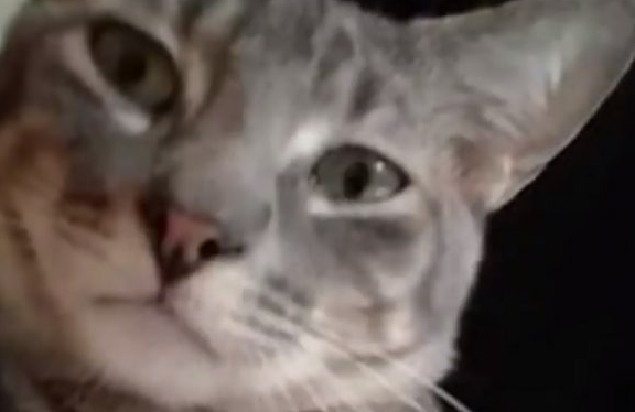 猫咪都是上帝派出的天使吗？它为救主人自己命丧火场(图3)