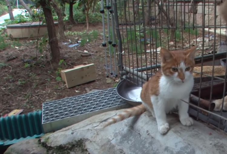 橘猫“爱上了”金毛 金毛却老欺压橘猫 橘猫至今下落不明后金毛才知道爱惜呵护(图2)