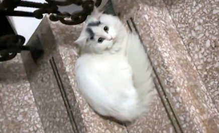 喂了一只流浪猫 竟被它找人上门 守在门口3小时不离开这里(图2)