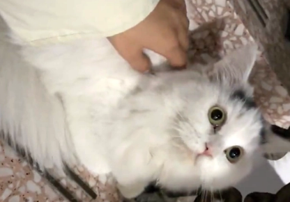 喂了一只流浪猫 竟被它找人上门 守在门口3小时不离开这里(图3)