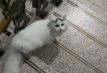 喂了一只流浪猫 竟被它找人上门 守在门口3小时不离开这里(图4)