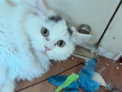 喂了一只流浪猫 竟被它找人上门 守在门口3小时不离开这里(图7)