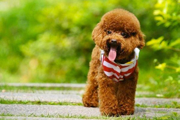 贵宾犬可以和人同睡吗?要注意这几个方面(图1)