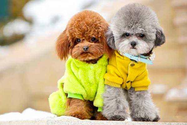 贵宾犬可以和人同睡吗?要注意这几个方面(图3)