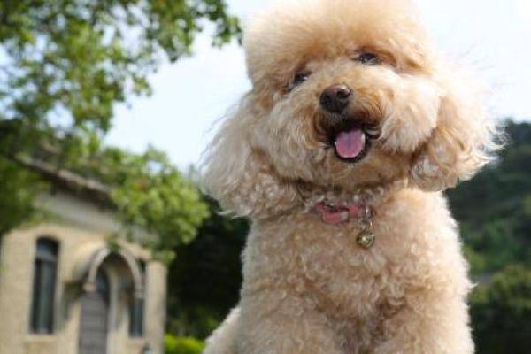 贵宾犬可以和人同睡吗?要注意这几个方面(图2)