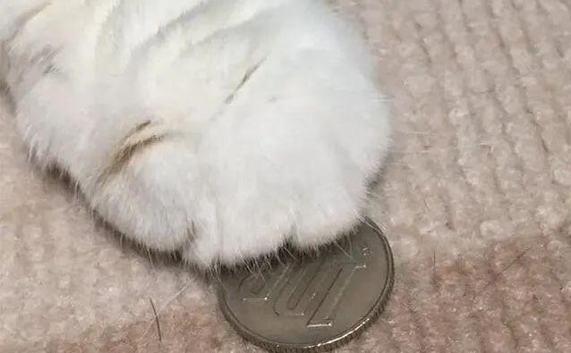 可爱呀猫咪爪子下藏硬币想占为己有 岂料被主人发现自己只得收回老老实实地上交(图1)