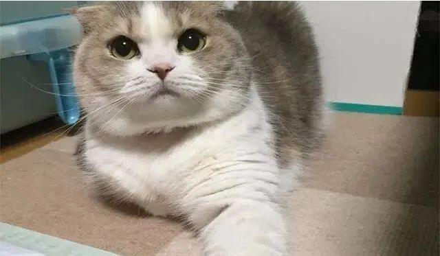 可爱呀猫咪爪子下藏硬币想占为己有 岂料被主人发现自己只得收回老老实实地上交(图2)