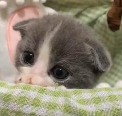 800元买了只小奶猫 又回到家后被老妈经验奖励2000块 网友都要笑疯(图2)