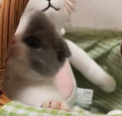 800元买了只小奶猫 又回到家后被老妈经验奖励2000块 网友都要笑疯(图1)