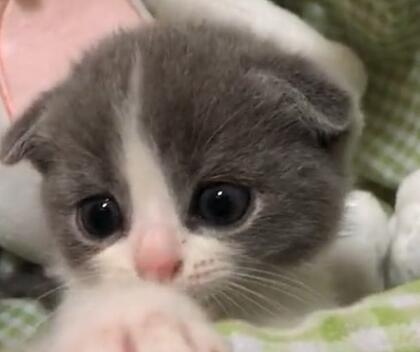 800元买了只小奶猫 又回到家后被老妈经验奖励2000块 网友都要笑疯(图5)