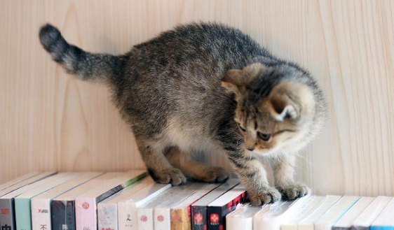 猫咪在家里做错了事怎么办？不要包容理解千万不能打 那样的话一次性处理才正确(图1)