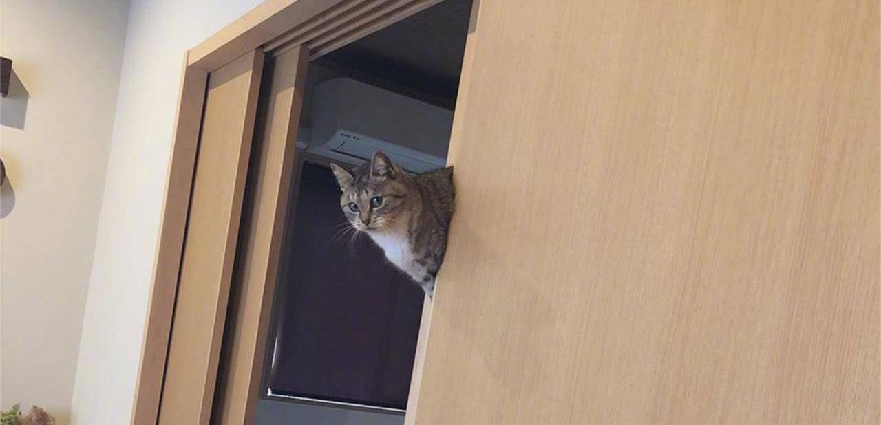 猫咪在家里做错了事怎么办？不要包容理解千万不能打 那样的话一次性处理才正确(图3)